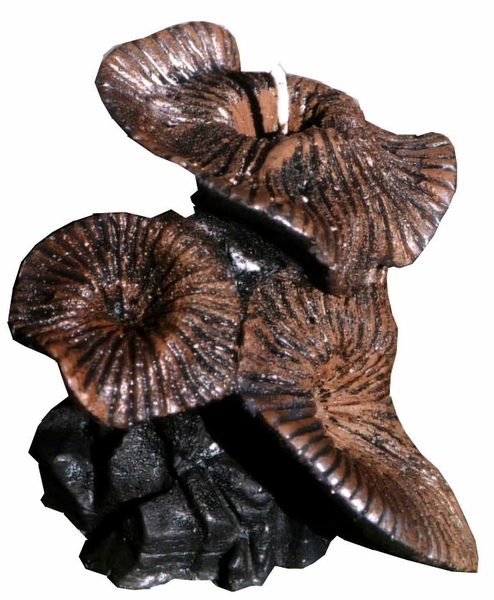 Fossilienkerzen: Ammonit