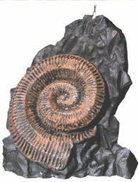 Fossilienkerzen:  Trilobit