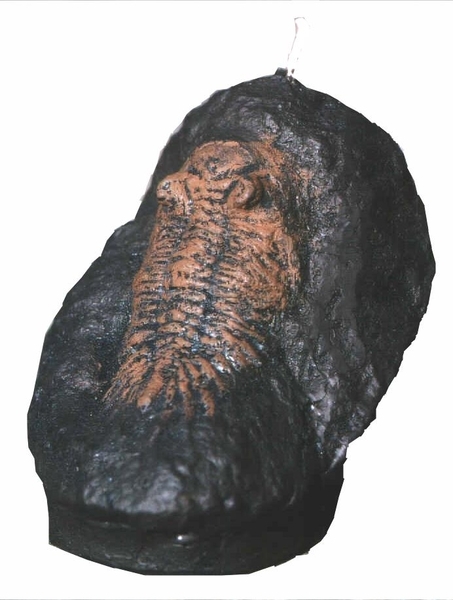 Fossilienkerzen:  Trilobit